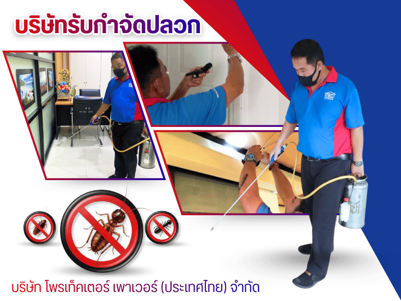 บริษัทกำจัดปลวก กำจัดแมลงพัทยา ชลบุรี